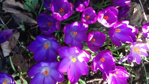 Boeren crocus