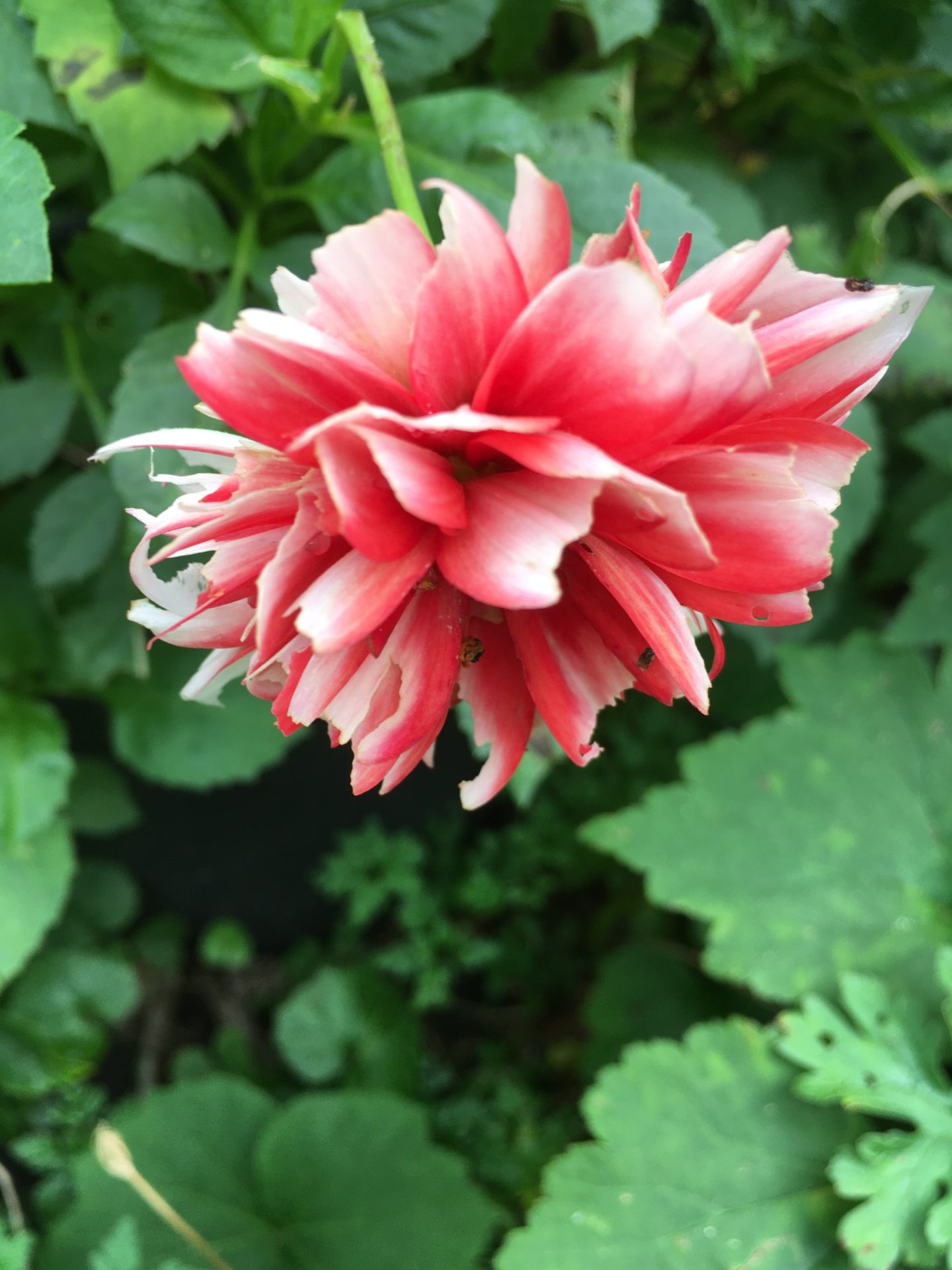 Dahlia Merckii bloeit. - De tuin van nu