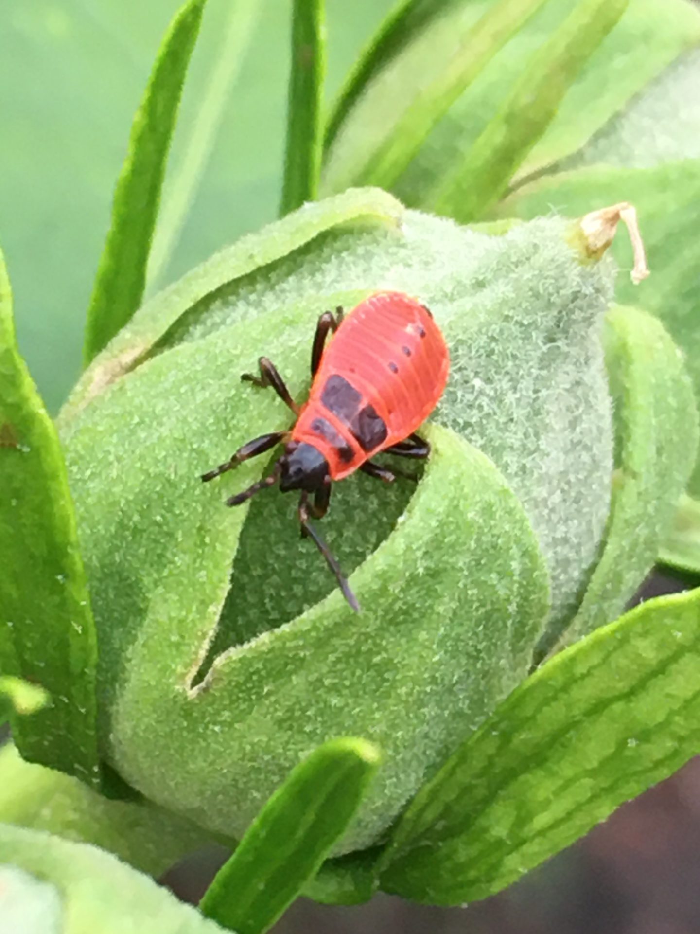 insecten in de tuin